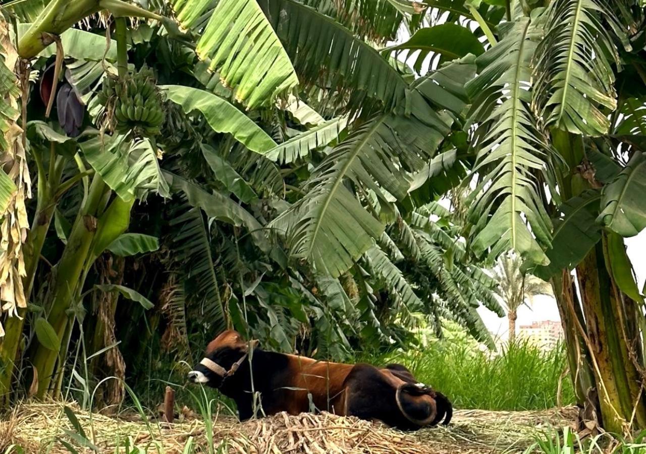 Il Campo Boutique Ecolodge El Hawamdeya ภายนอก รูปภาพ